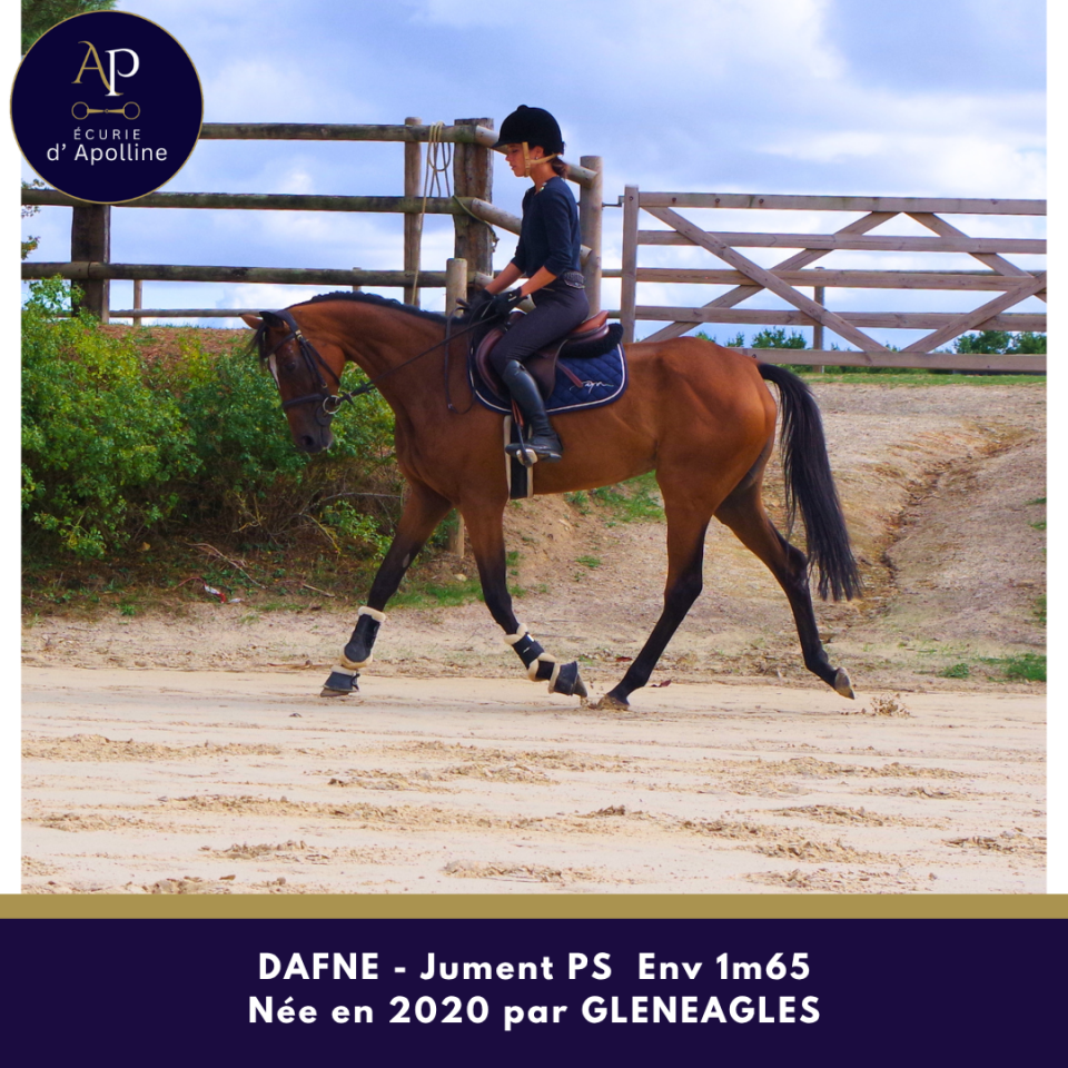 Chc jument de 6 ans env 1m65