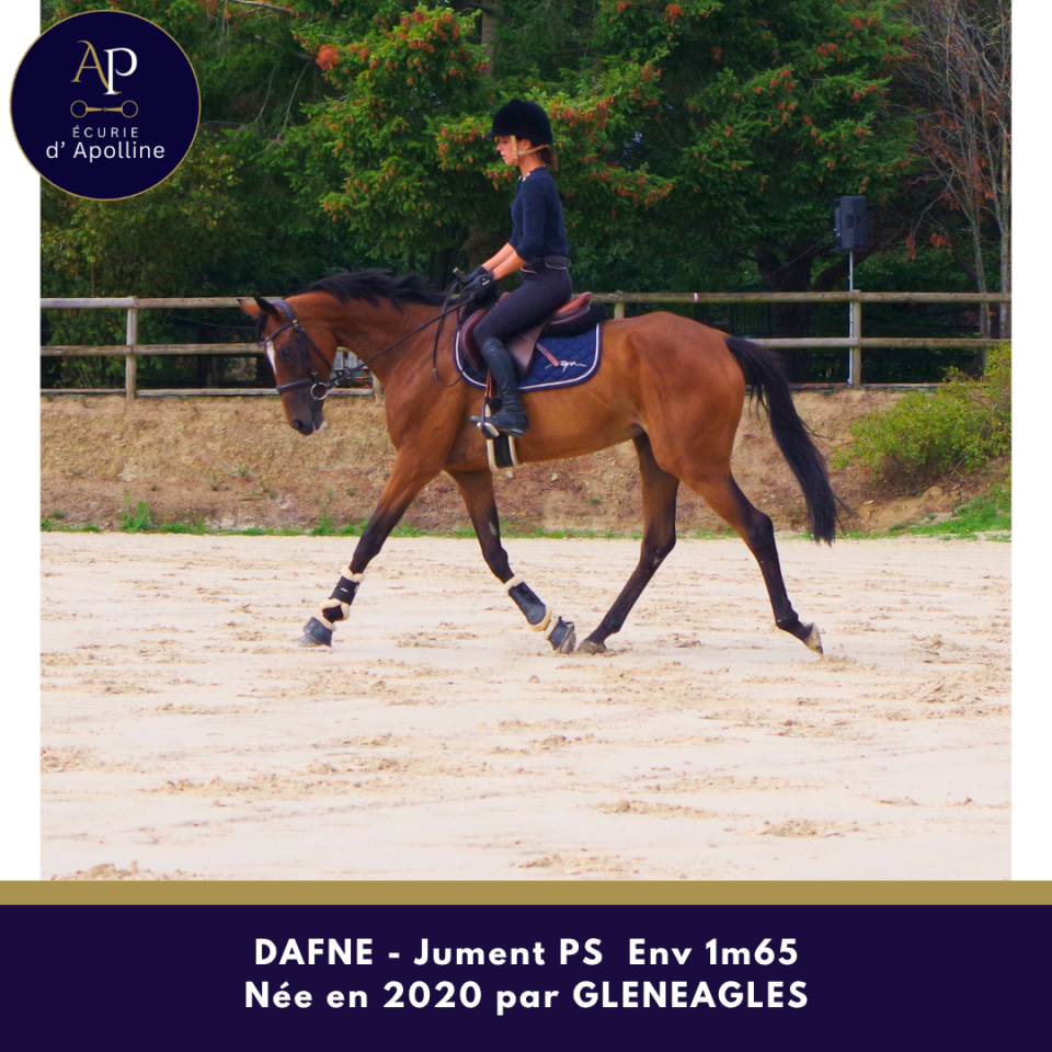 Chc jument de 6 ans env 1m65
