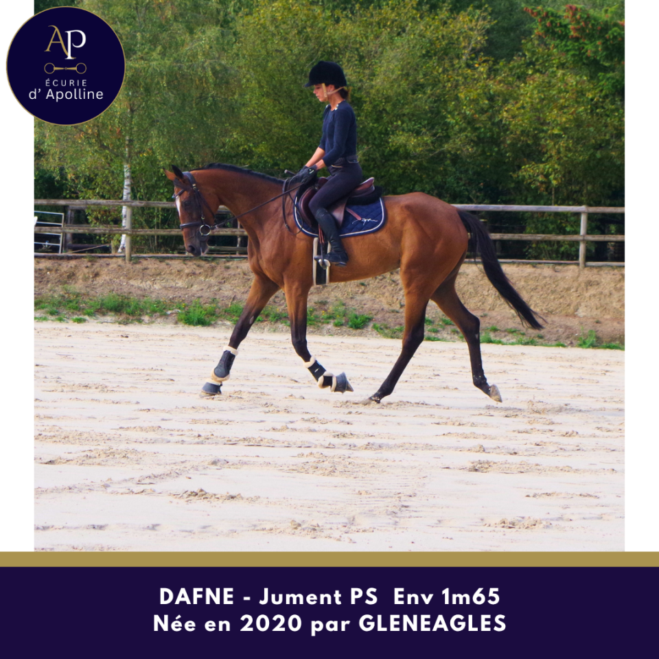 Chc jument de 6 ans env 1m65