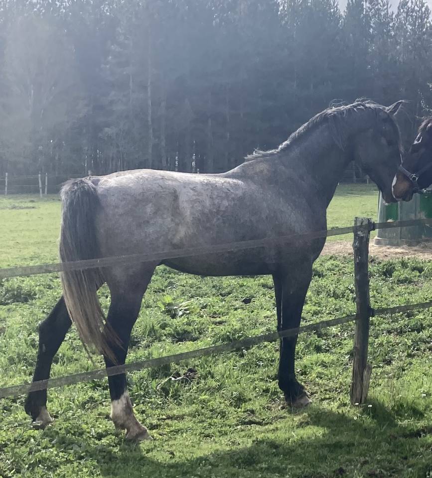 New York morning star 3 ans entier 