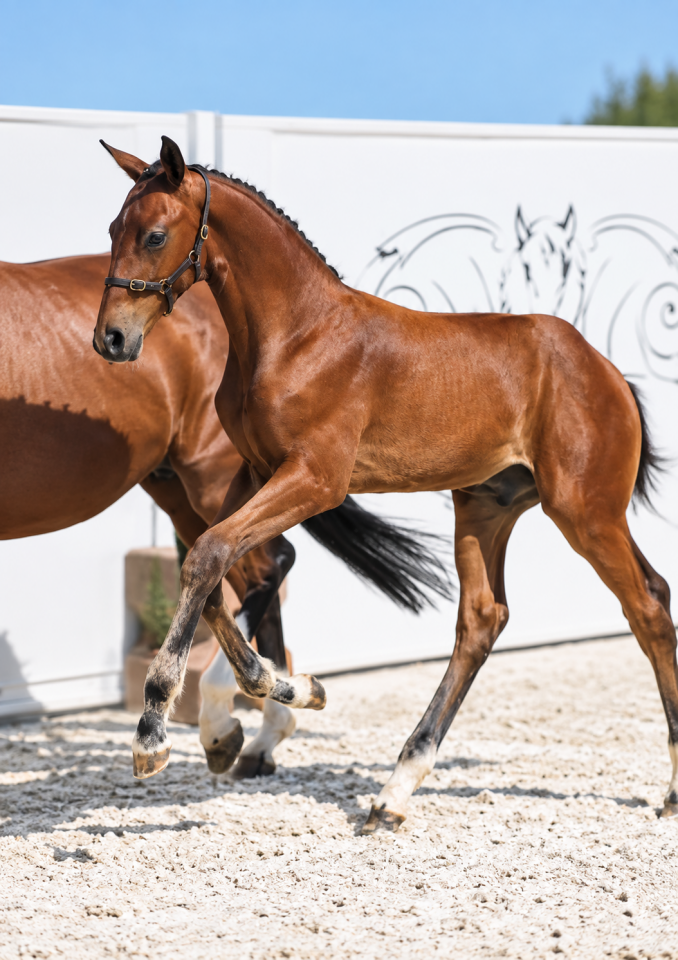 Poulain - Selle Fran&ccedil;ais - 2026 - Dressage - France
