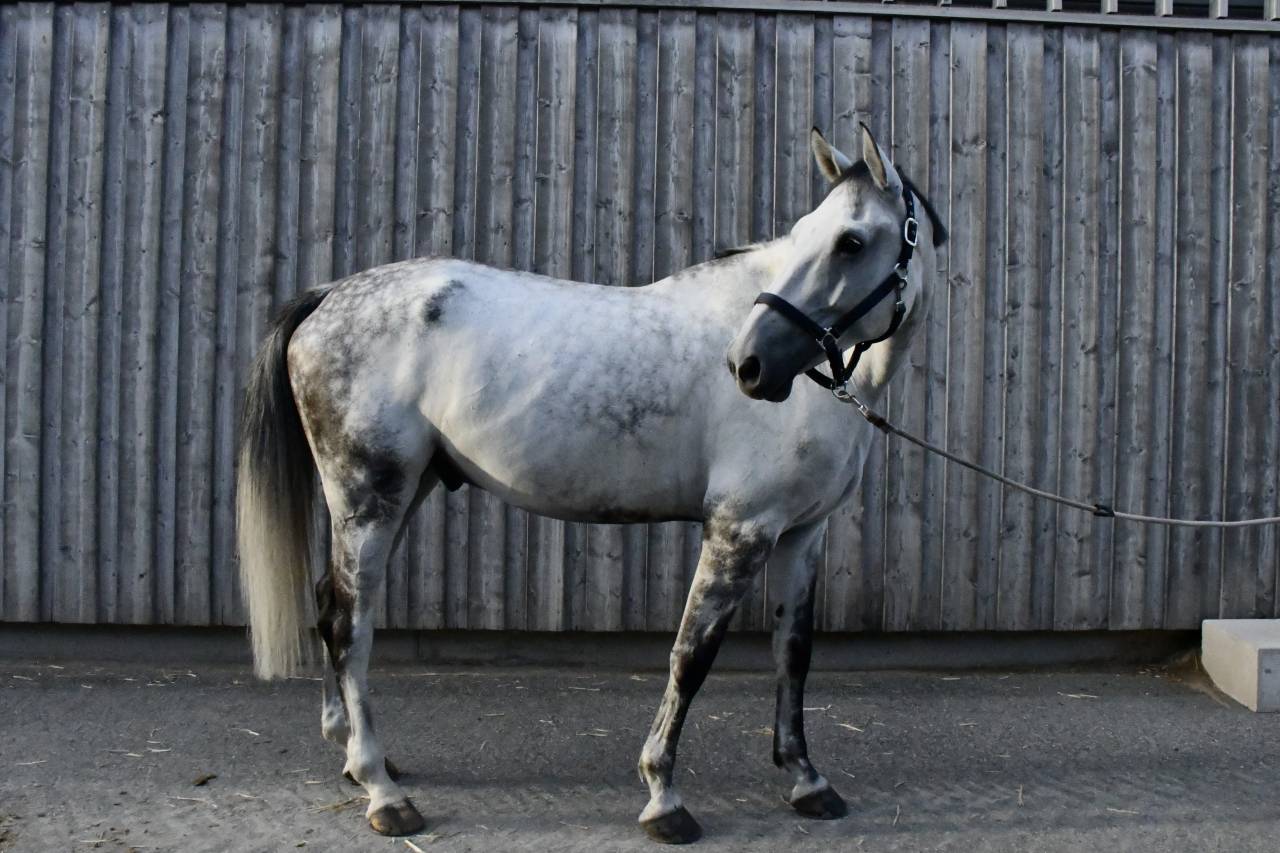 Cheval &agrave; vendre Hongre 10 ans 1m75