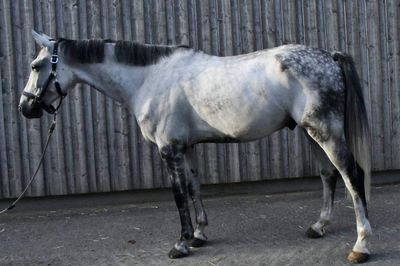 Cheval &agrave; vendre Hongre 10 ans 1m75
