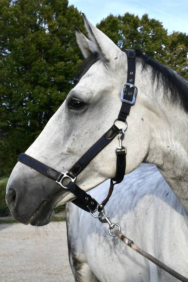 Cheval &agrave; vendre Hongre 10 ans 1m75