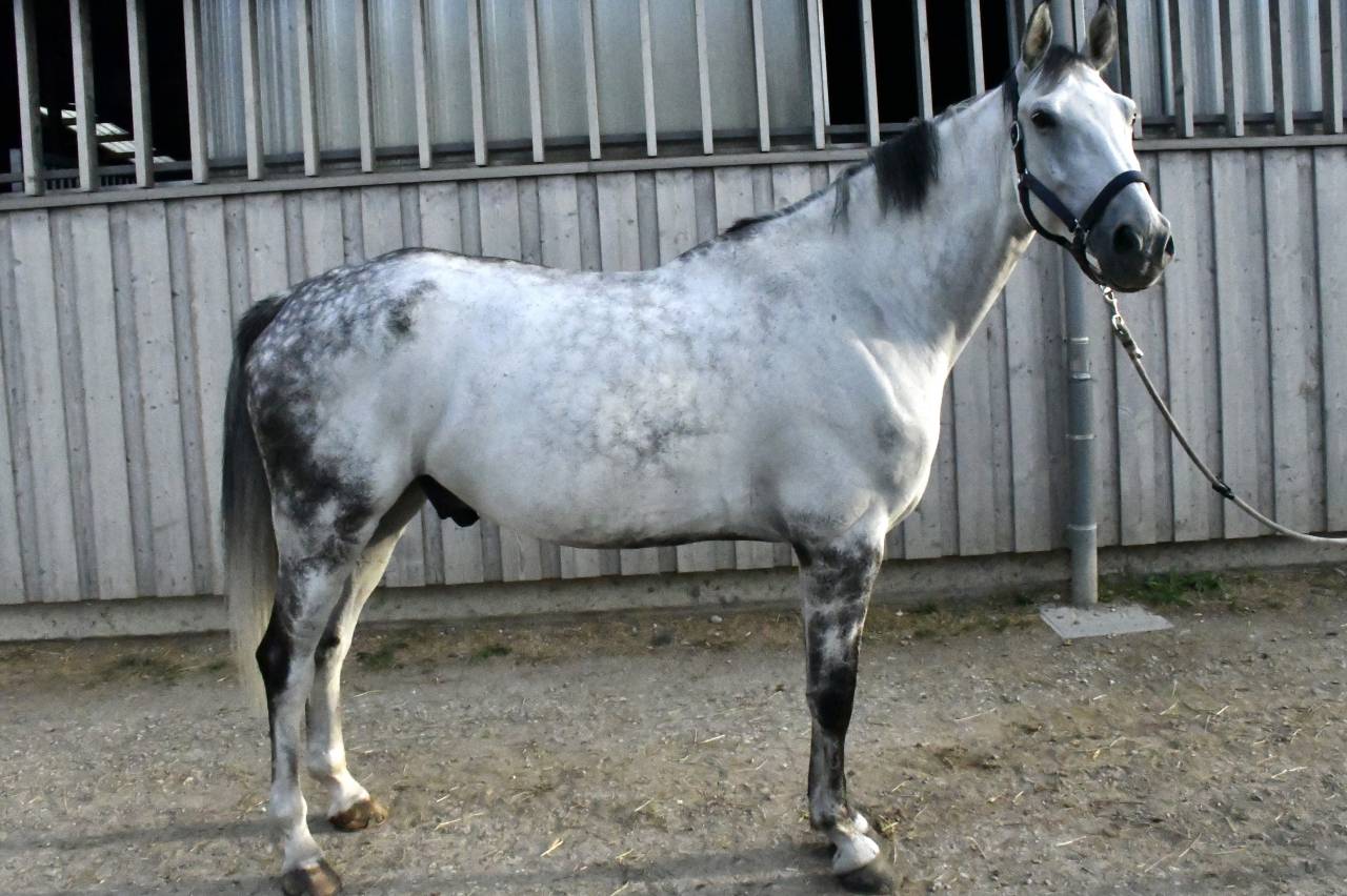 Cheval &agrave; vendre Hongre 10 ans 1m75