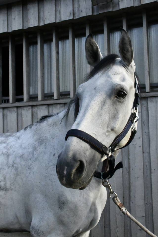 Cheval &agrave; vendre Hongre 10 ans 1m75