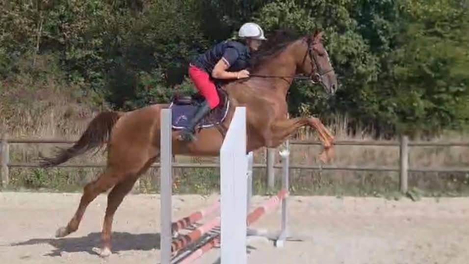 Hongre 4 ans Polyvalent 170 