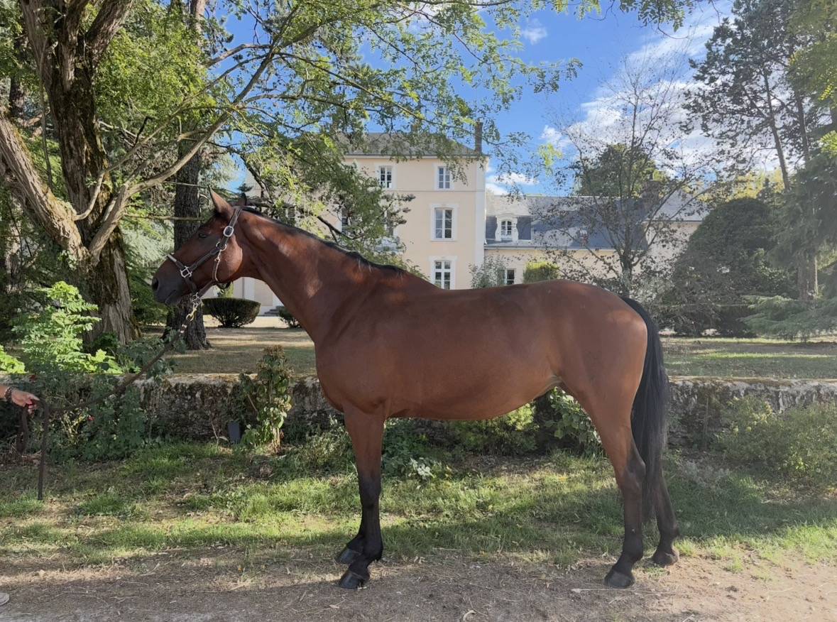 Jument hanovrienne de dressage - pr&ecirc;te Am2 GP 