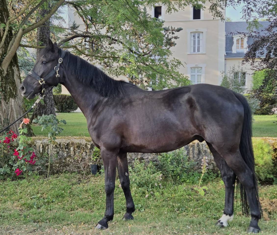 Hongre hanovrien de dressage - 5 ans
