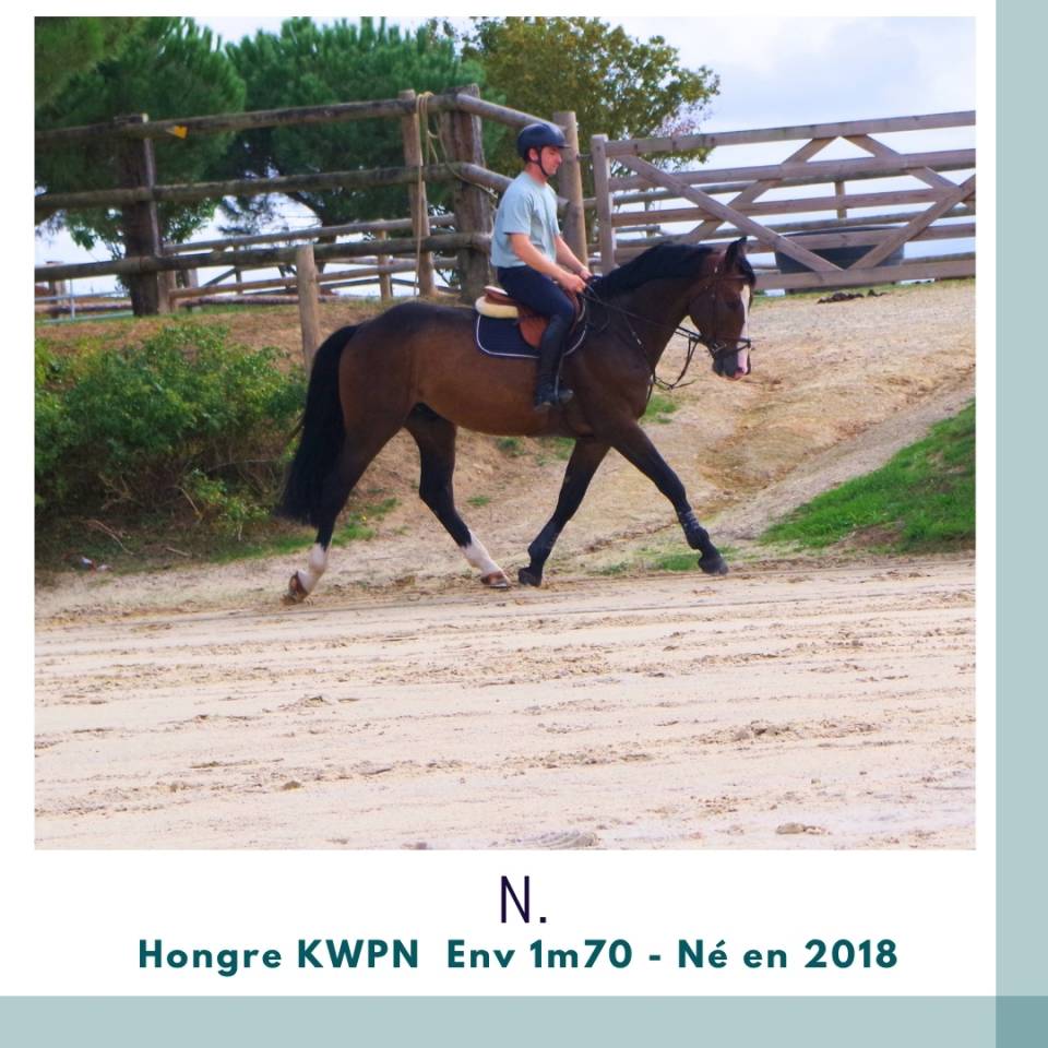 Hongre 8 ans Env 1m70