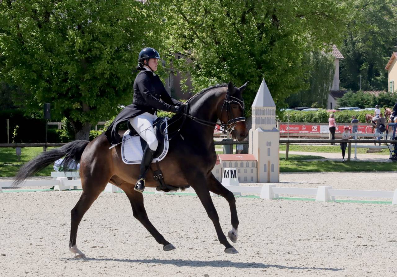 Hongre - KWPN - 14 ans - Dressage / PSG - France