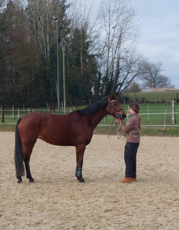 PSF jument, 13 ans, CSO PElite/AS2