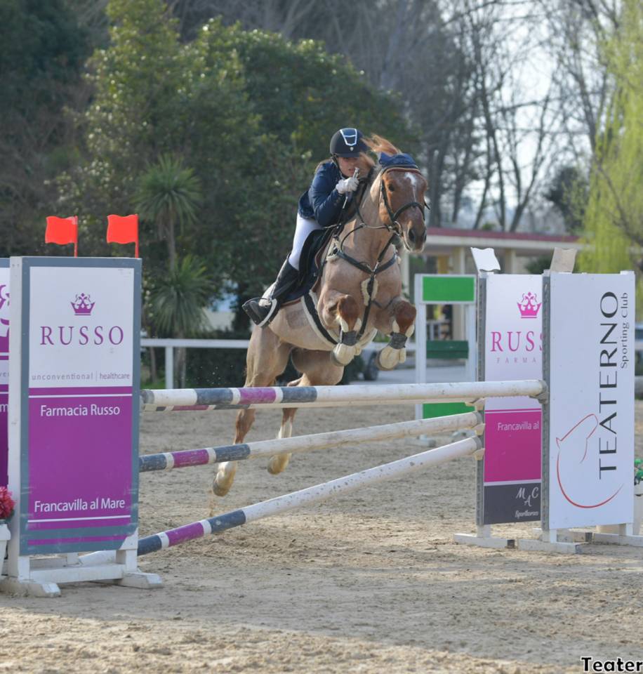 Hongre Poney de Selle Anglais A vendre 2017 Rouan
