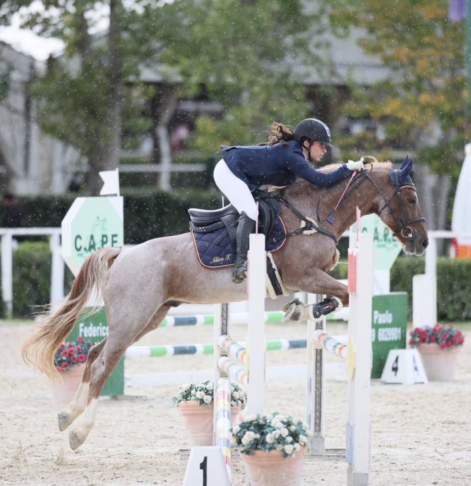 Hongre Poney de Selle Anglais A vendre 2017 Rouan