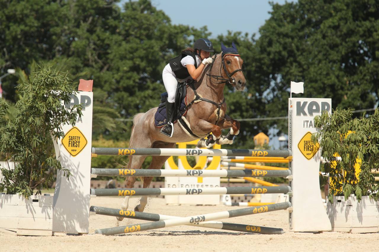 Hongre Poney de Selle Anglais A vendre 2017 Rouan