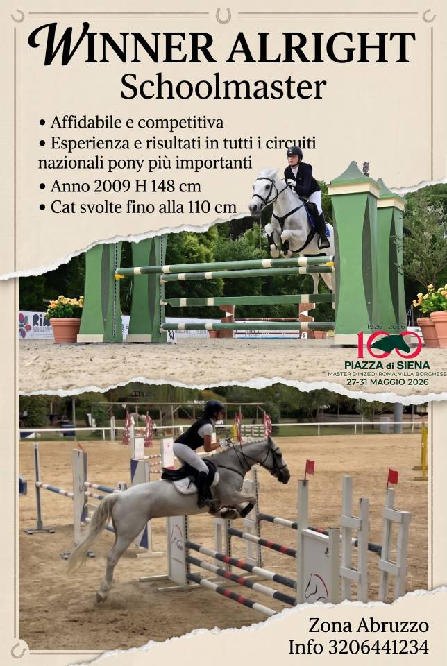 Jument Welsh Poney (Section D), Welsh Cob  A vendre 2009 Gris