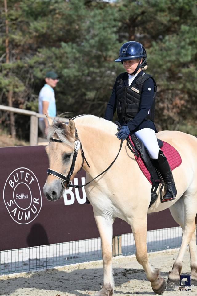 Hongre - Fjord - 3 ans - CSO- CCE- Dressage - France 