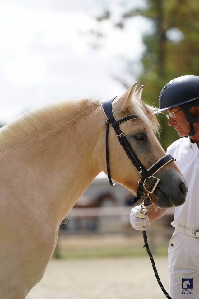 Hongre - Fjord - 3 ans - CSO- CCE- Dressage - France 