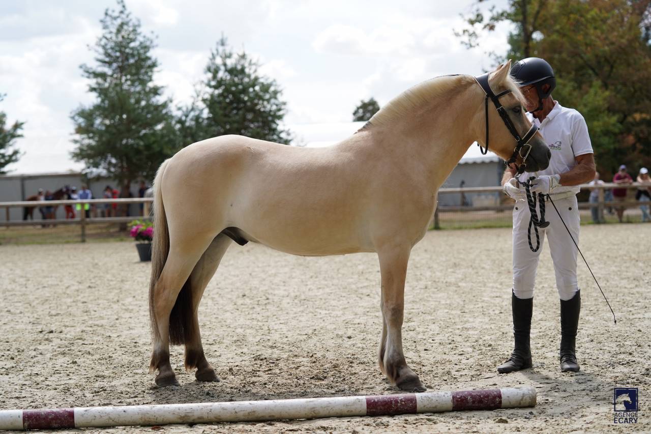Hongre - Fjord - 3 ans - CSO- CCE- Dressage - France 