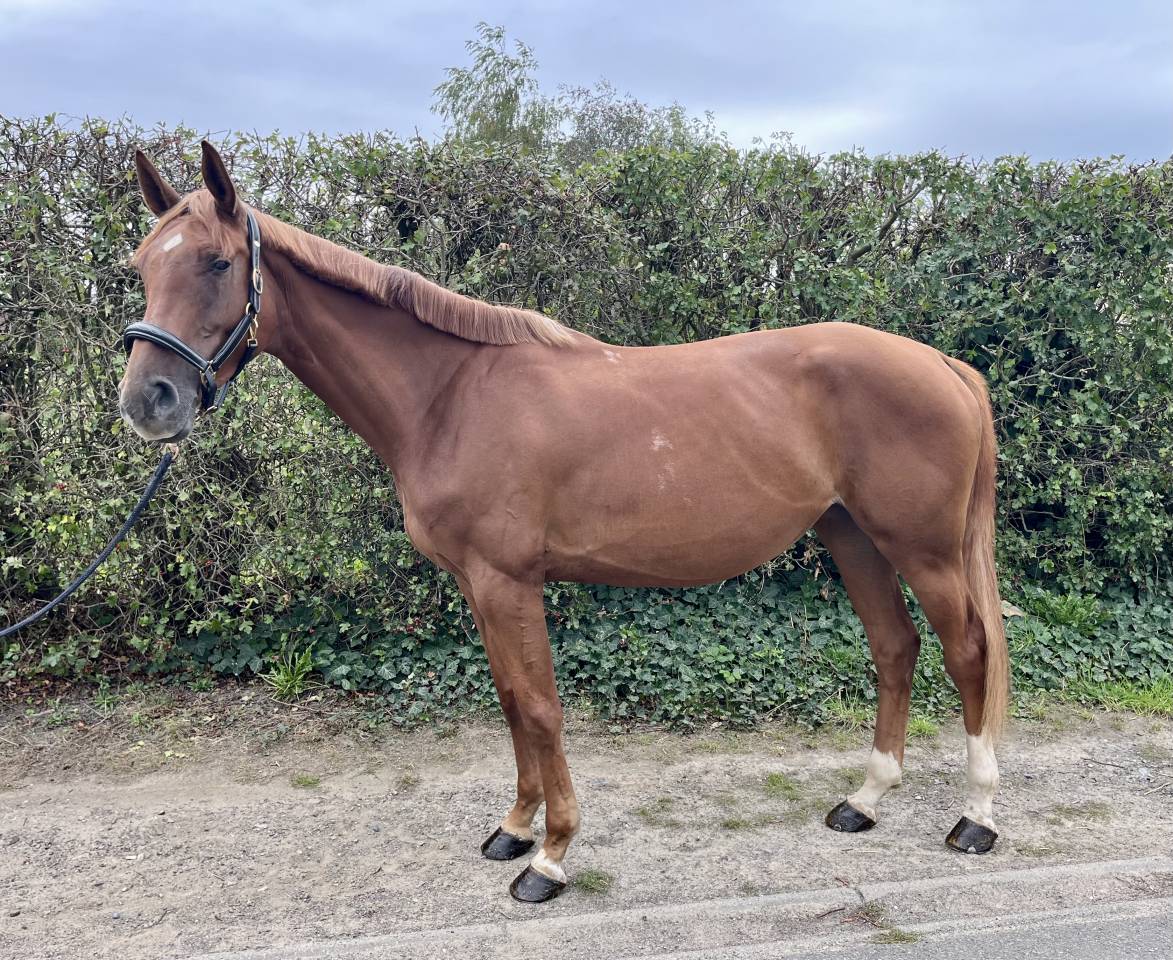 Jolie jument 4 ans, +-1m67, Origine Conthargos