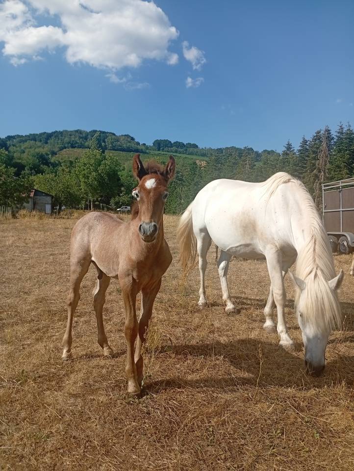 Camargue PP