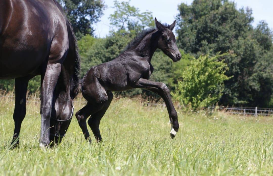 Pouliche - CDF - 2026 - Dressage - France
