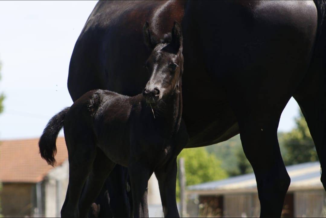 Pouliche - CDF - 2026 - Dressage - France