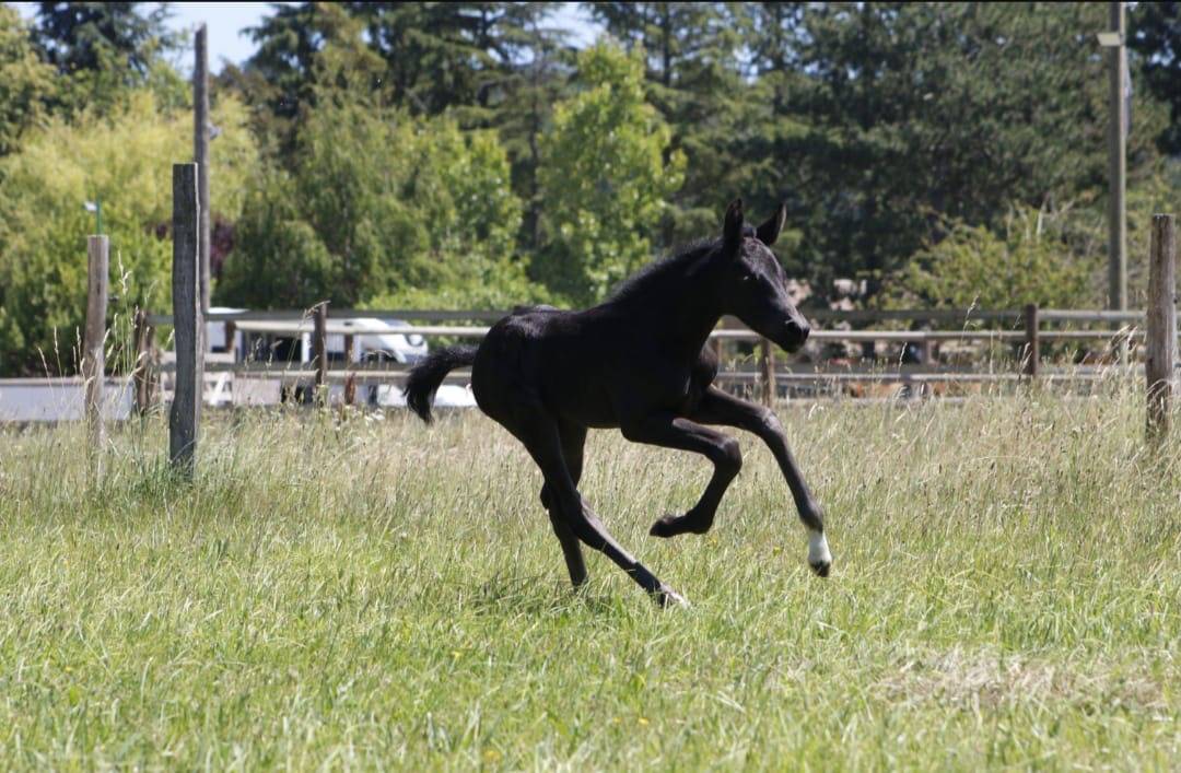 Pouliche - CDF - 2026 - Dressage - France