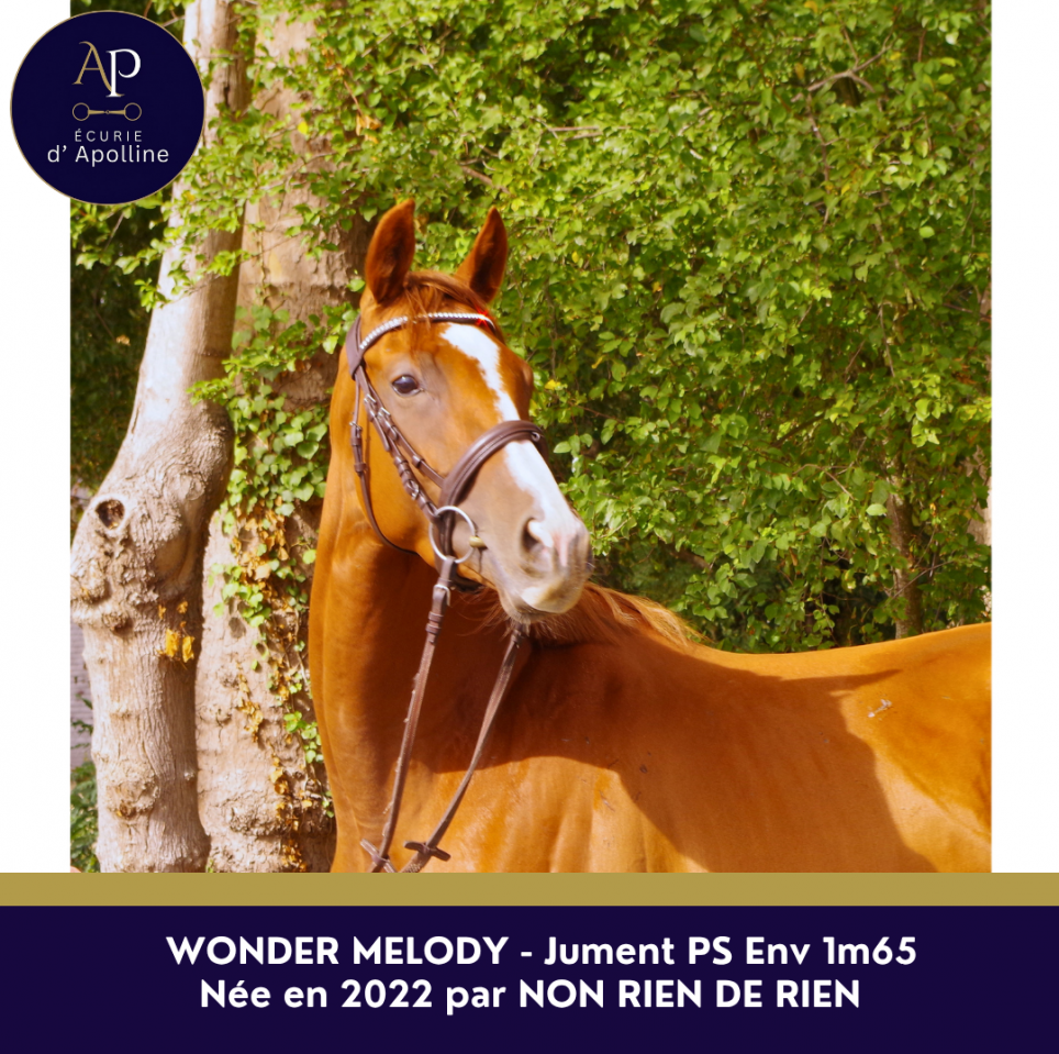 BELLE JUMENT 4 ANS PS