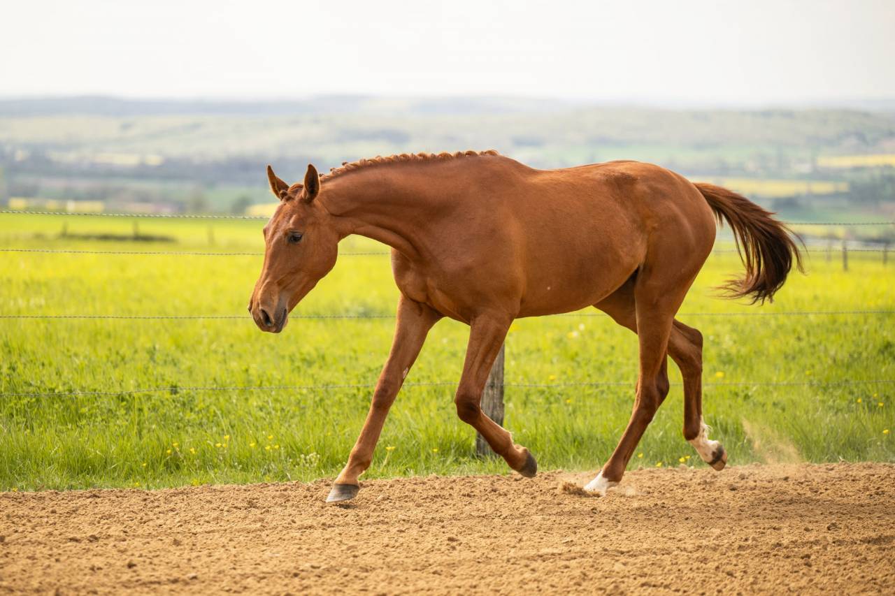 Pouliche - BWP - 2 ans - Dressage - France