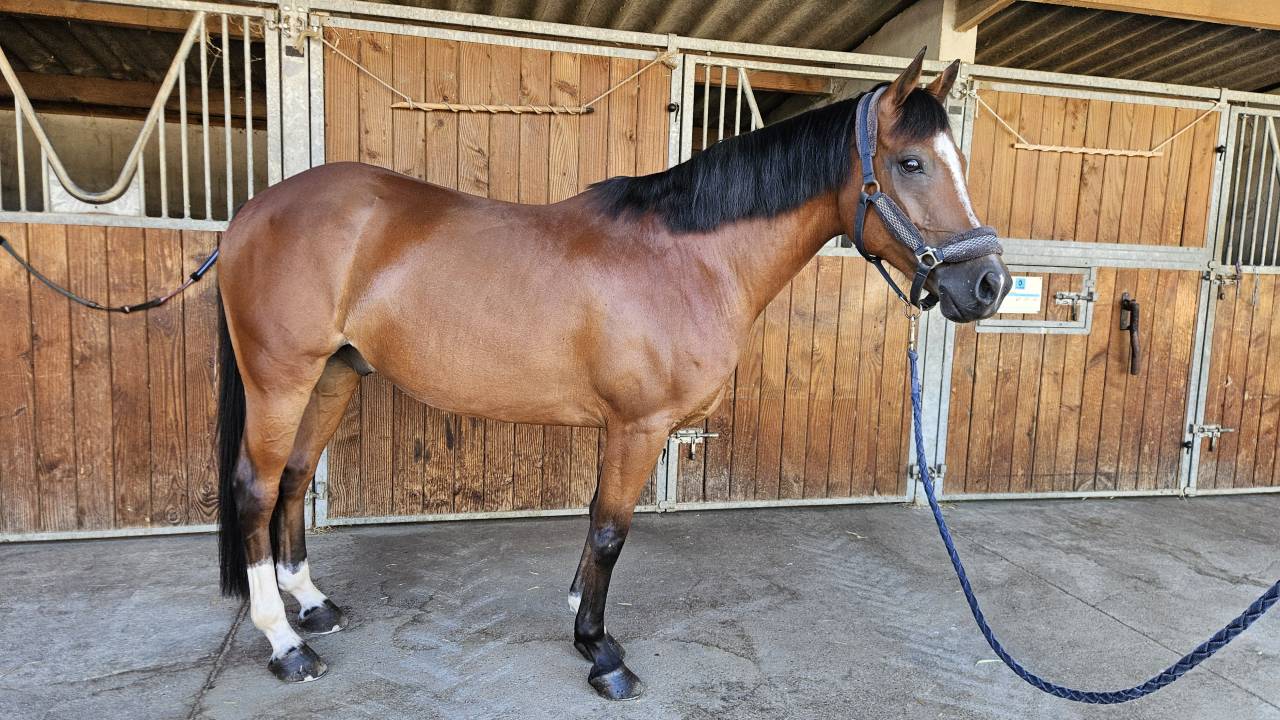 PFS Hongre 9 ans - P Elite As2
