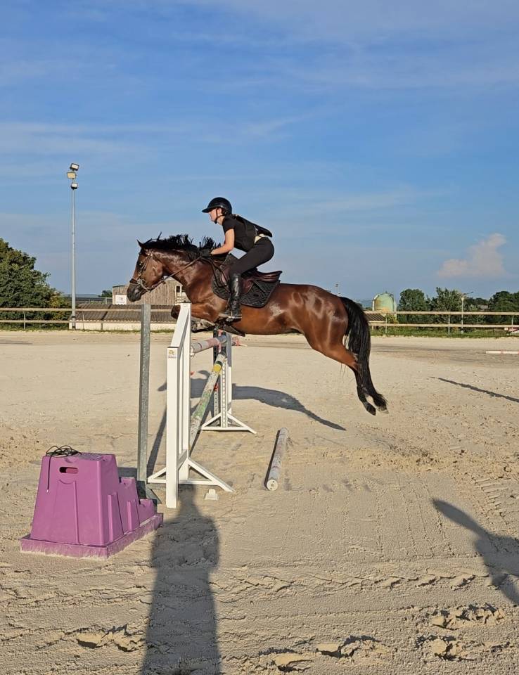 PFS Hongre 9 ans - P Elite As2