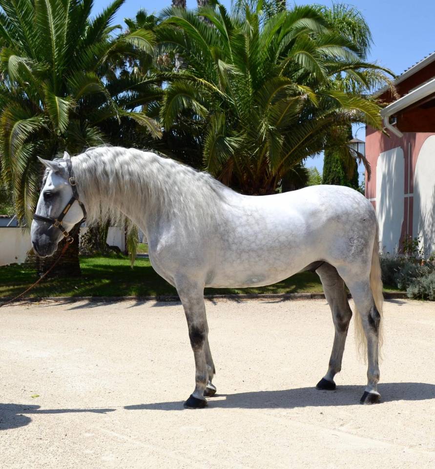 Cheval dress&eacute;