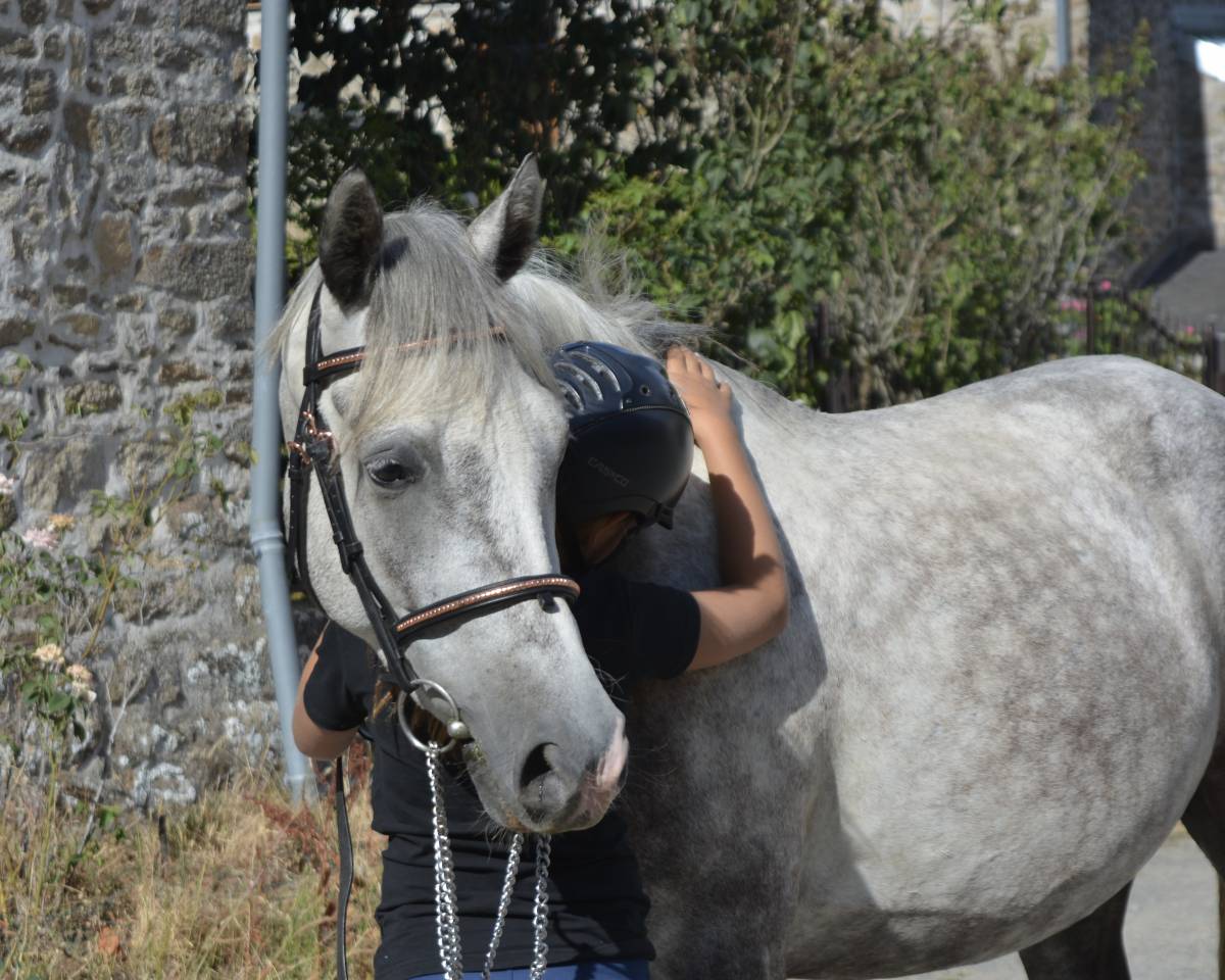 LIVINGSTON connemara part bred 5 ans