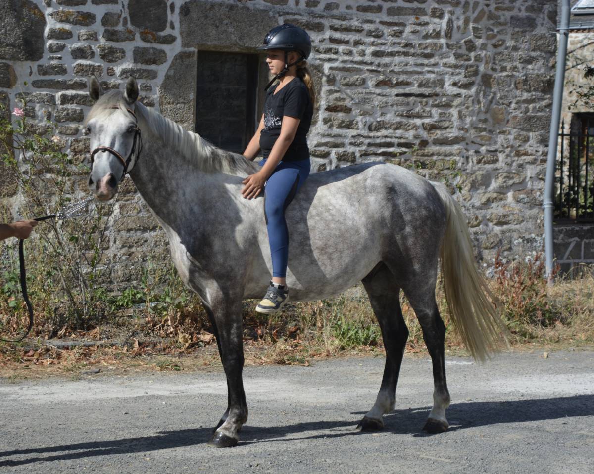 LIVINGSTON connemara part bred 5 ans