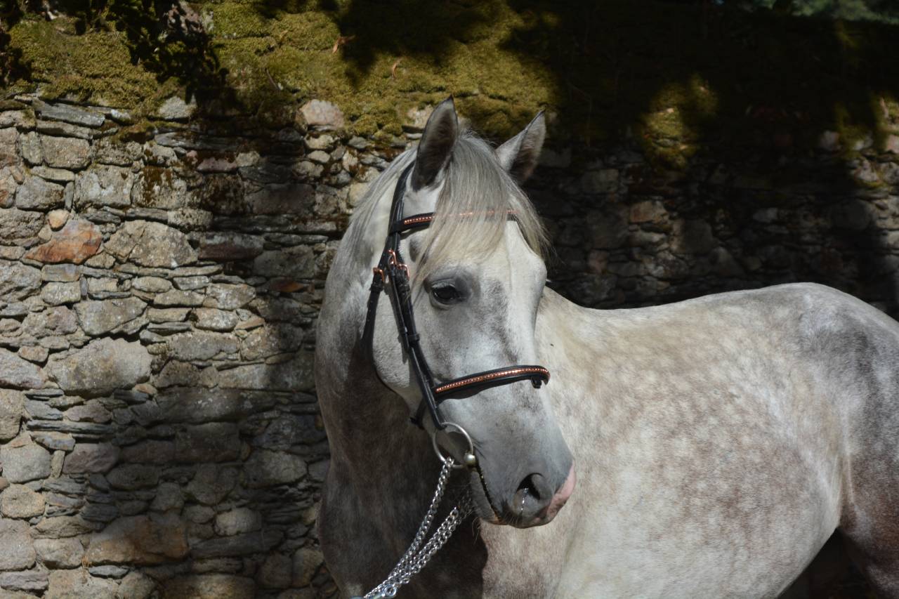 LIVINGSTON connemara part bred 5 ans