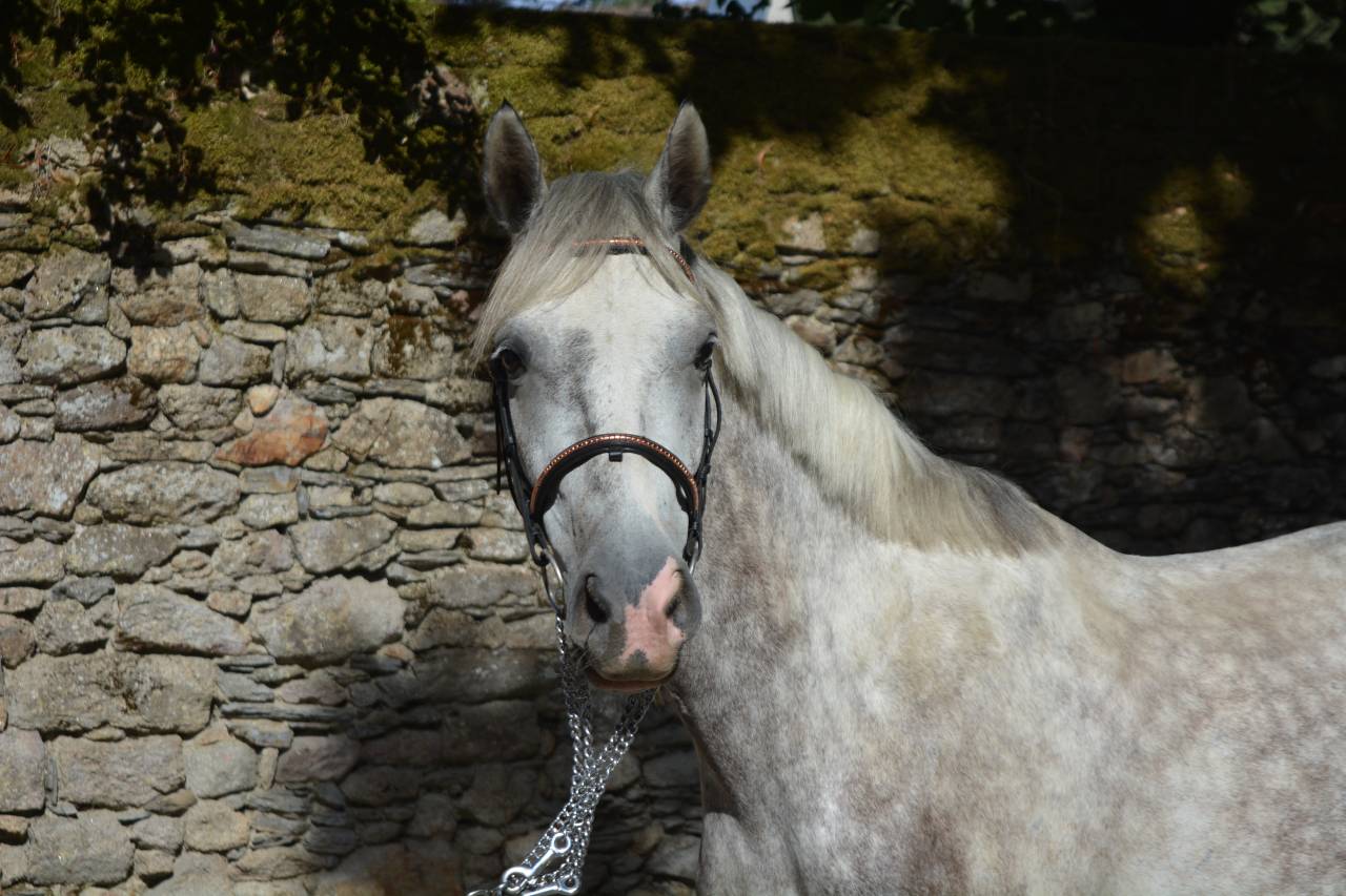 LIVINGSTON connemara part bred 5 ans