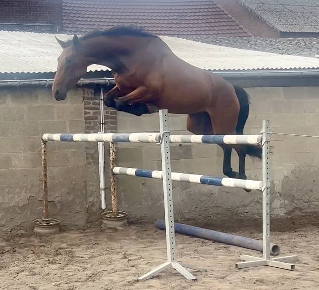 Super jument 3 ans, +-1m70, bwp