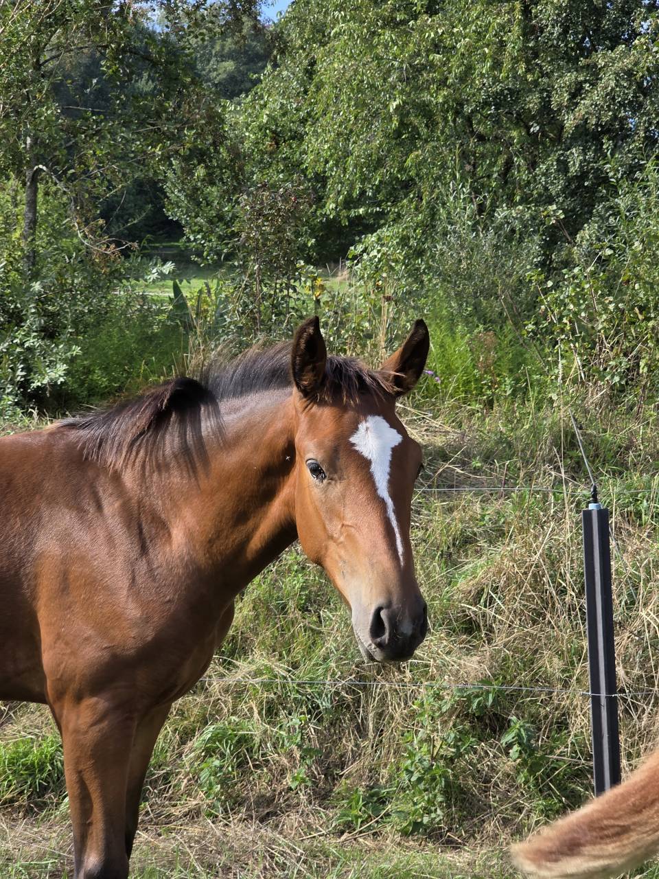 Magnifique poulain BWP par Lector vd Bisschop