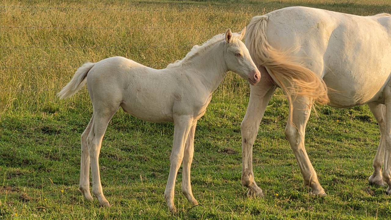 Pouliche cremello 