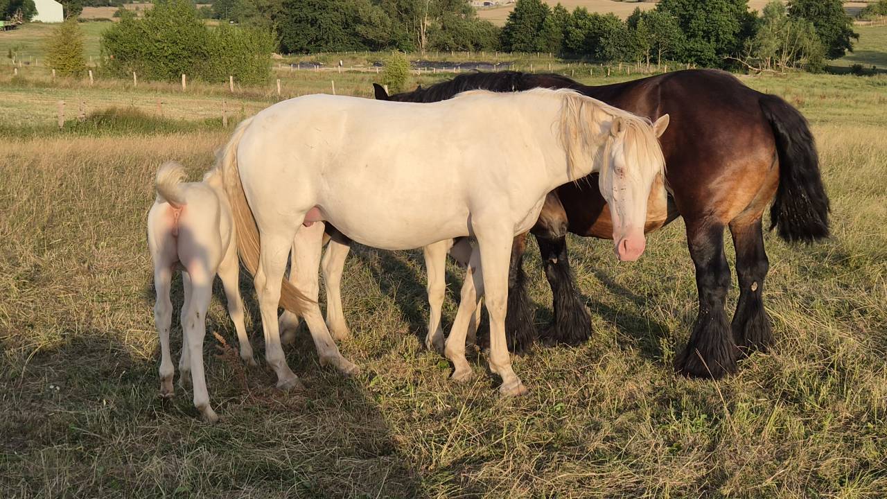 Pouliche cremello 