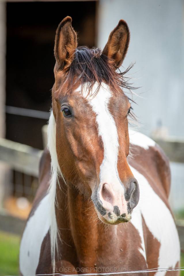 Jeune cheval d'avenir