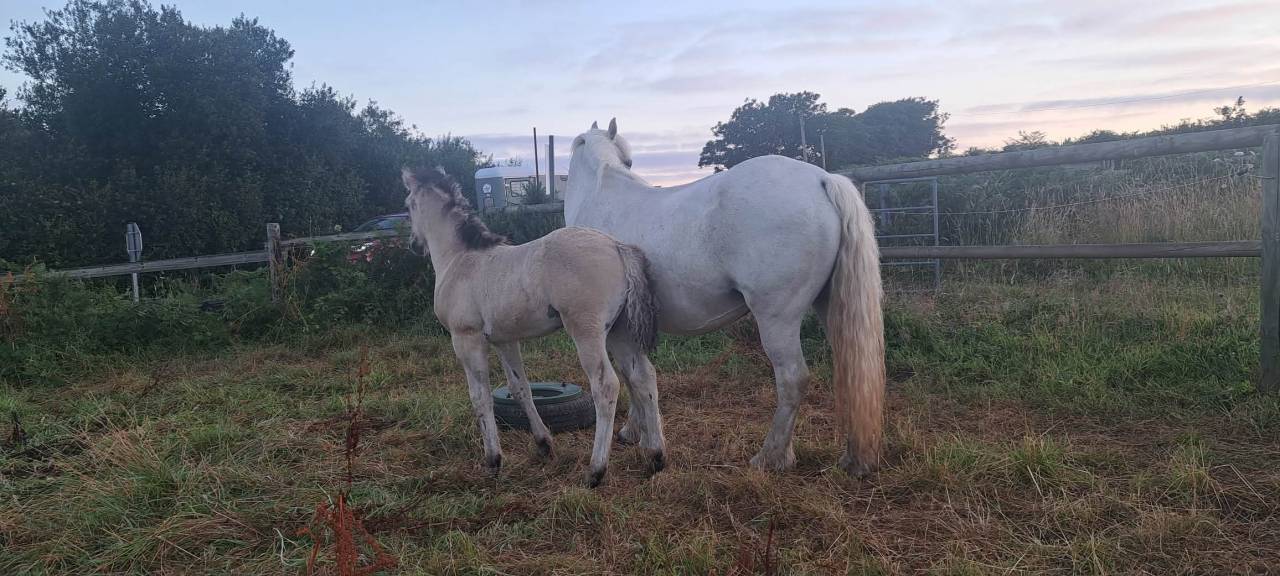 Poney HIGHLAND