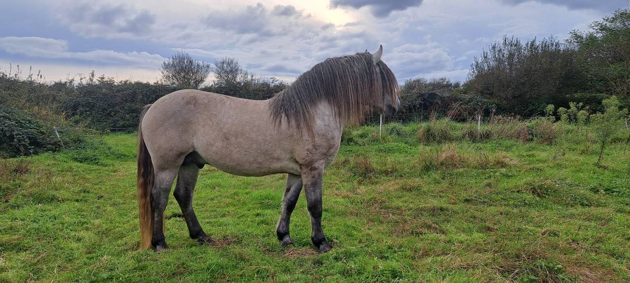 Poney HIGHLAND