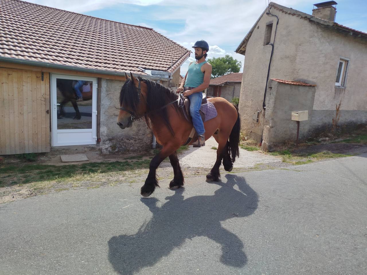 Marius, hongre Comtois