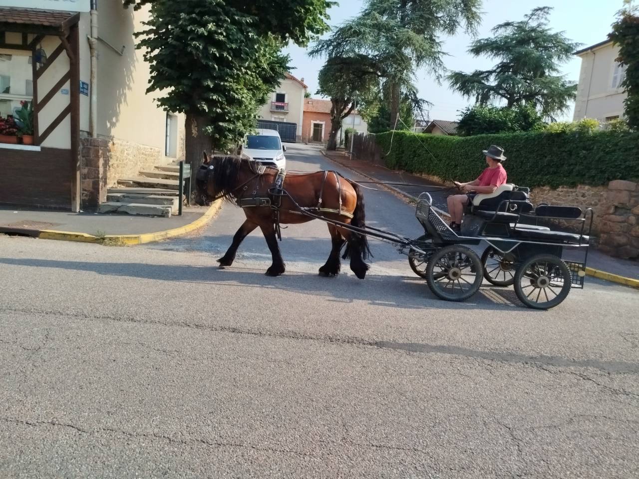 Marius, hongre Comtois