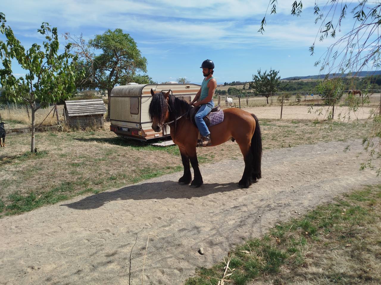 Marius, hongre Comtois