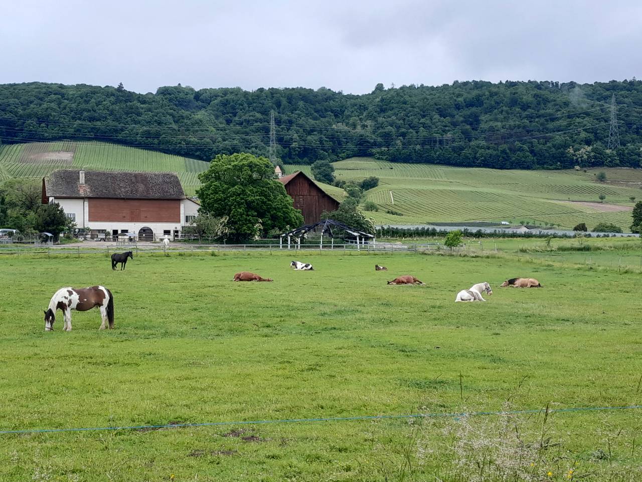 pension en &eacute;curie active sur p&acirc;ture
