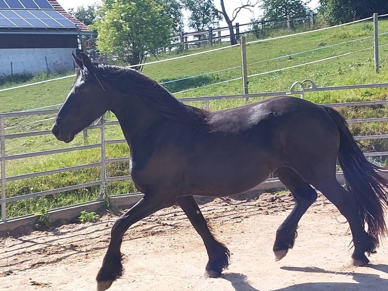 A vendre pouliche Arabo frison