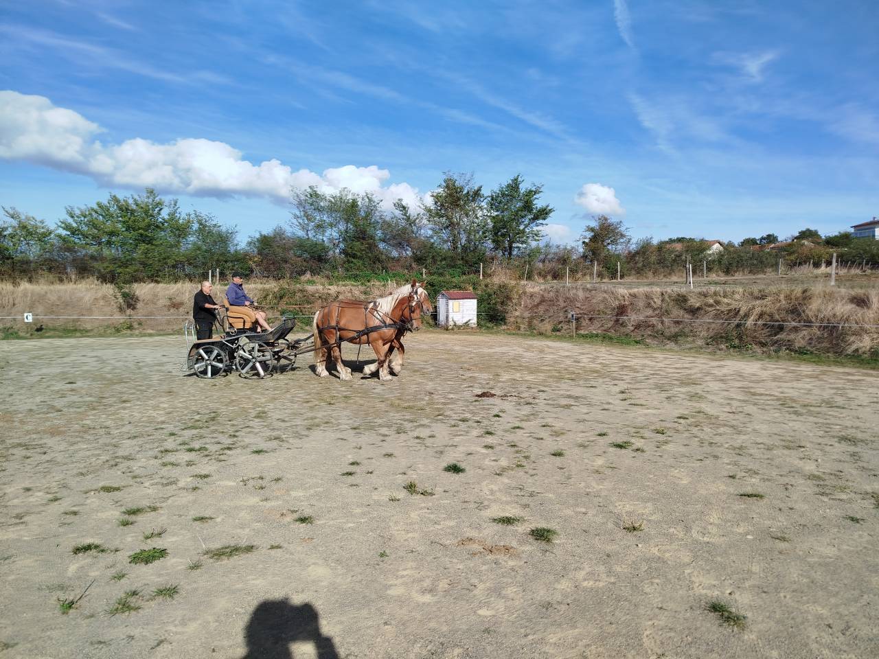 Lolita et Martin, paire de Comtois